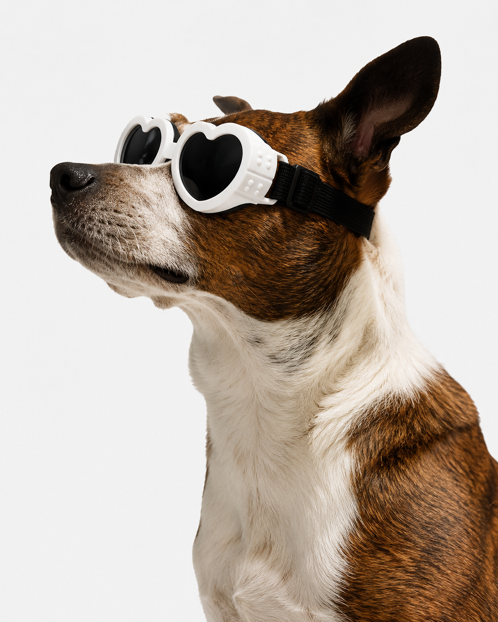 Puparazzi™ Dog Sunglasses